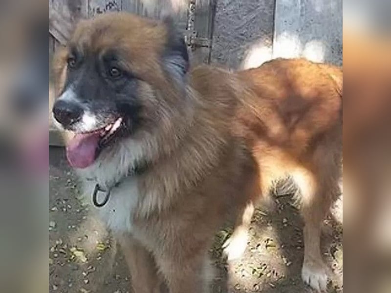 Ursu - freundlicher, verschmuster Herdenschutzhund Mix Rüde / z.Zt. noch in Rumänien