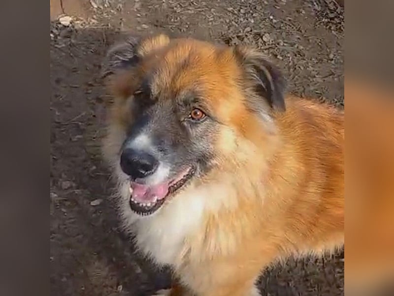 Ursu - freundlicher, verschmuster Herdenschutzhund Mix Rüde / z.Zt. noch in Rumänien