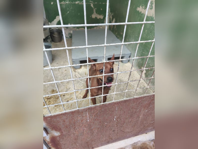 Lando - anfangs schüchterner, freundlicher und lieber Rüde / z.Zt. noch in Spanien