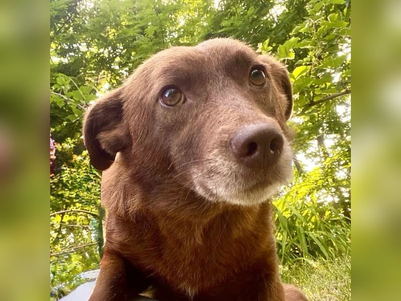 Monty - verspielter, freundlicher, menschenbezogener Rüde / z.Zt. noch in Rumänien