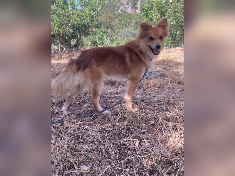 Romeo – riesengroßes Hundeherz im feinen, kleinen Pelz!