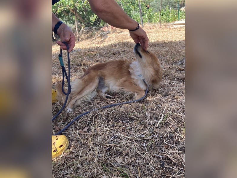 Romeo – riesengroßes Hundeherz im feinen, kleinen Pelz!