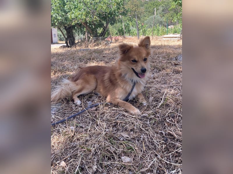 Romeo – riesengroßes Hundeherz im feinen, kleinen Pelz!