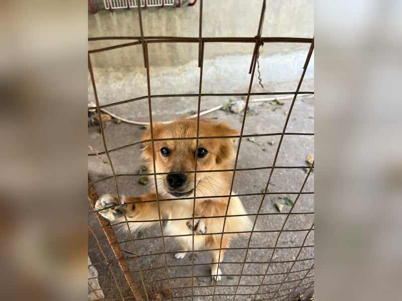 Romeo – riesengroßes Hundeherz im feinen, kleinen Pelz!