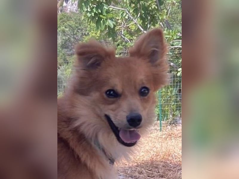 Romeo – riesengroßes Hundeherz im feinen, kleinen Pelz!