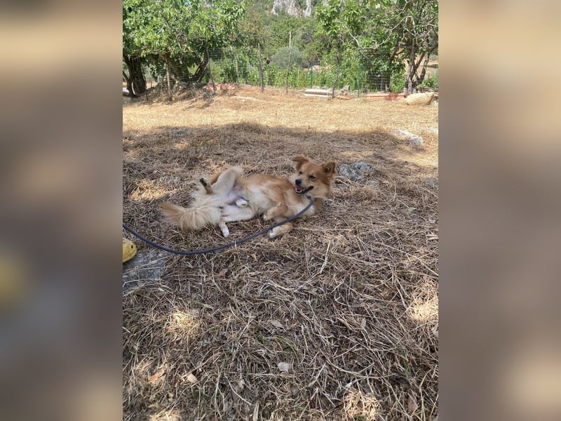 Romeo – riesengroßes Hundeherz im feinen, kleinen Pelz!