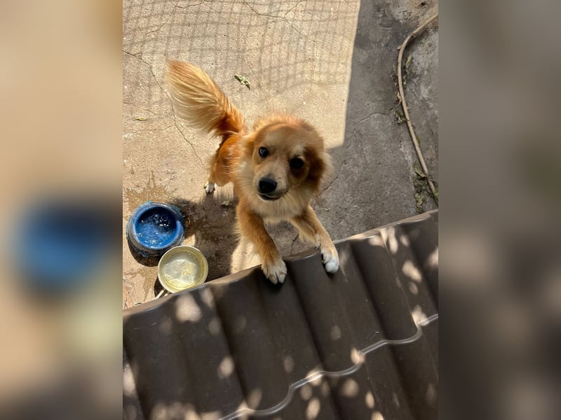 Romeo – riesengroßes Hundeherz im feinen, kleinen Pelz!