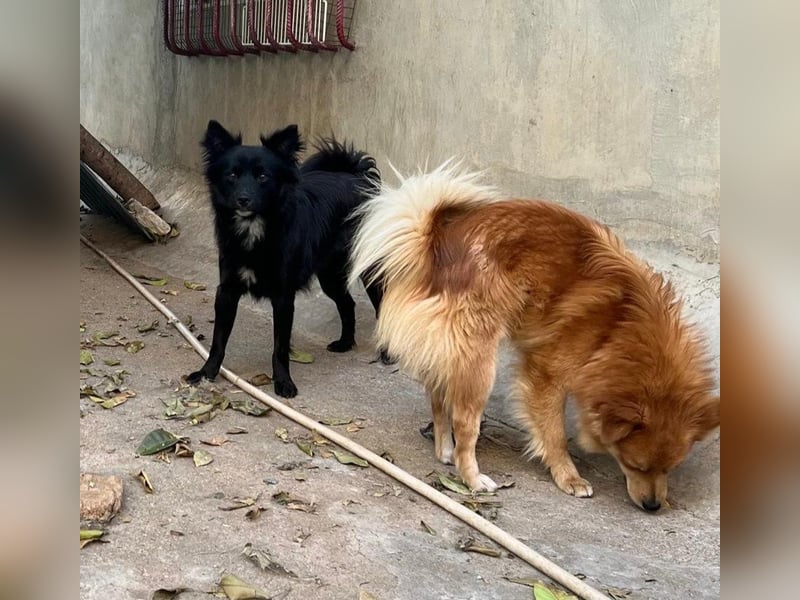 Romeo – riesengroßes Hundeherz im feinen, kleinen Pelz!
