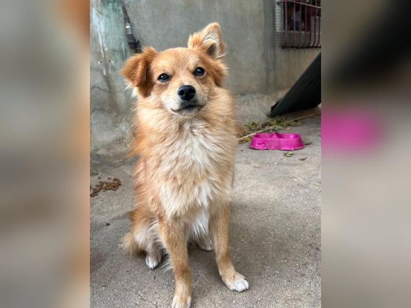 Romeo – riesengroßes Hundeherz im feinen, kleinen Pelz!