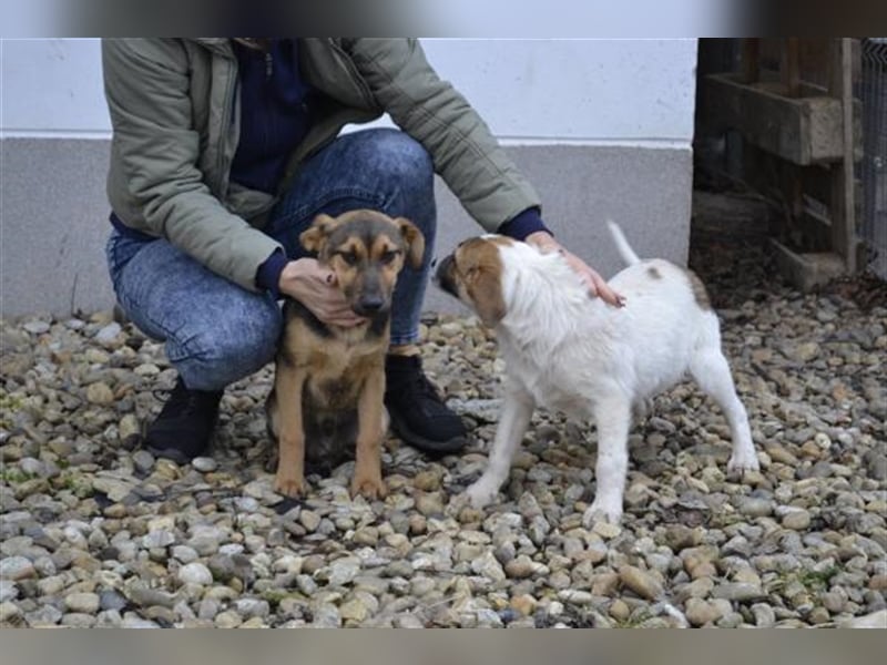 Benedek - süßer Bub sucht Familie
