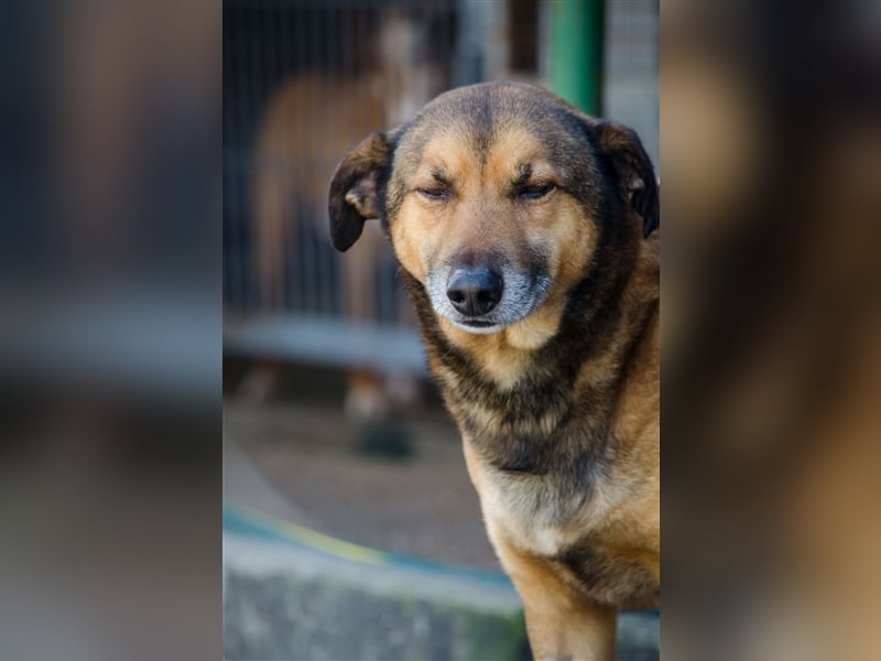 RAMBO sucht liebevolles Zuhause