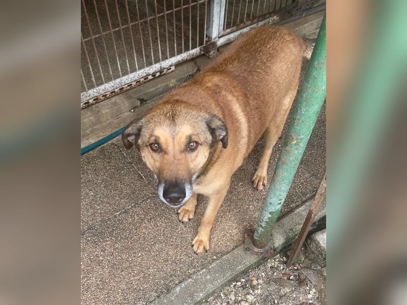 RAMBO sucht liebevolles Zuhause