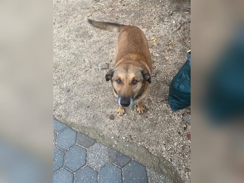 RAMBO sucht liebevolles Zuhause