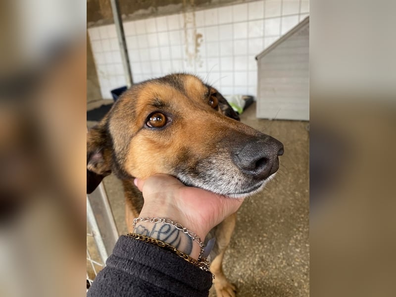 RAMBO sucht liebevolles Zuhause