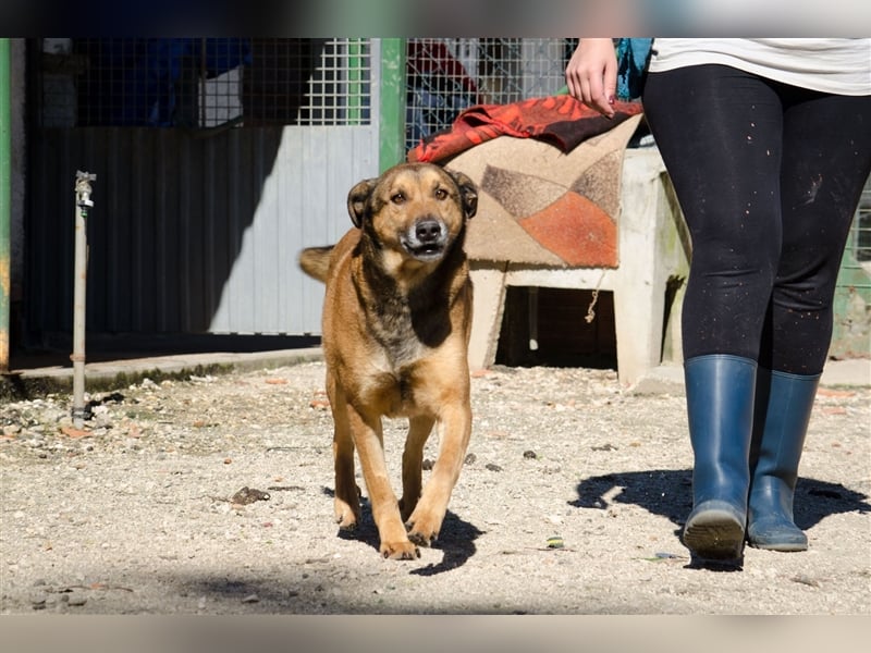 RAMBO sucht liebevolles Zuhause