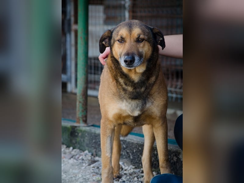RAMBO sucht liebevolles Zuhause