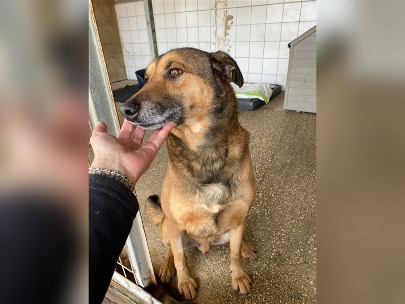 RAMBO sucht liebevolles Zuhause