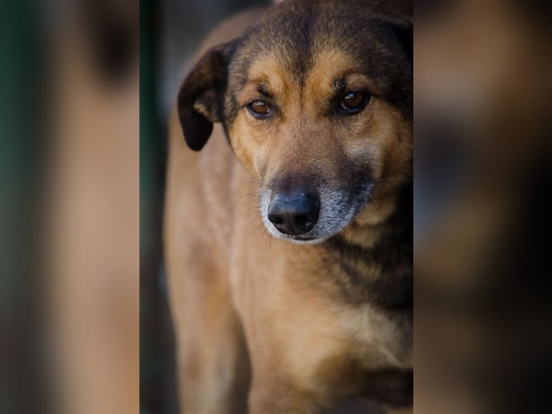 RAMBO sucht liebevolles Zuhause