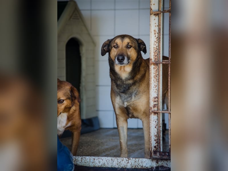 RAMBO sucht liebevolles Zuhause