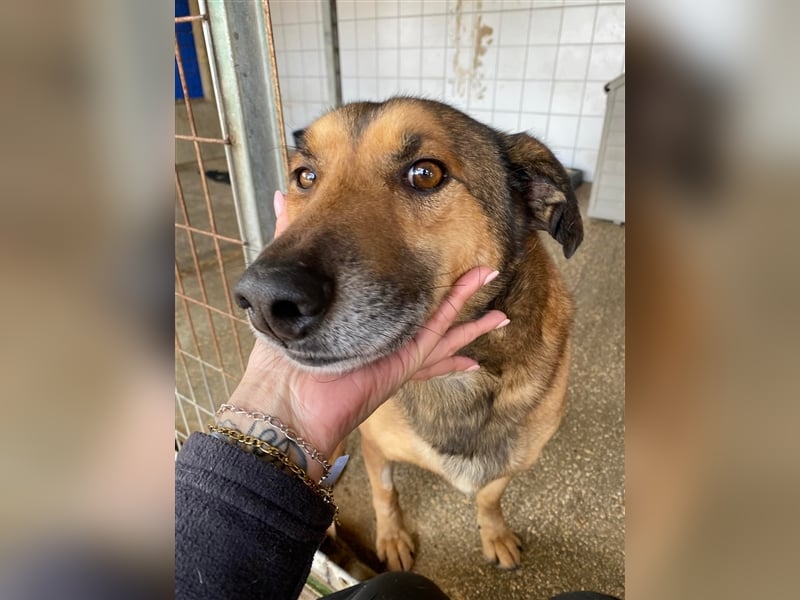 RAMBO sucht liebevolles Zuhause