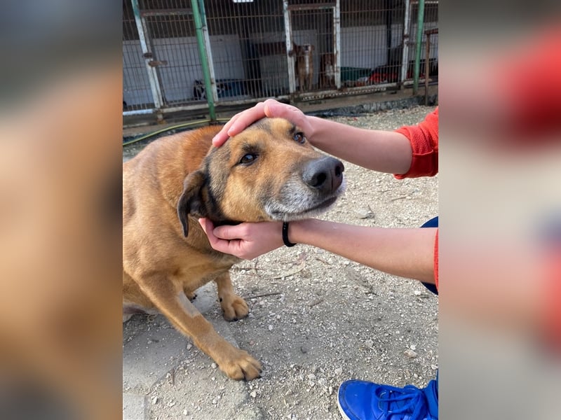 RAMBO sucht liebevolles Zuhause