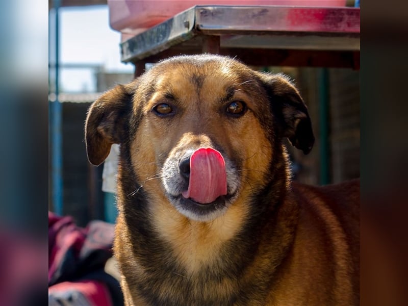 RAMBO sucht liebevolles Zuhause