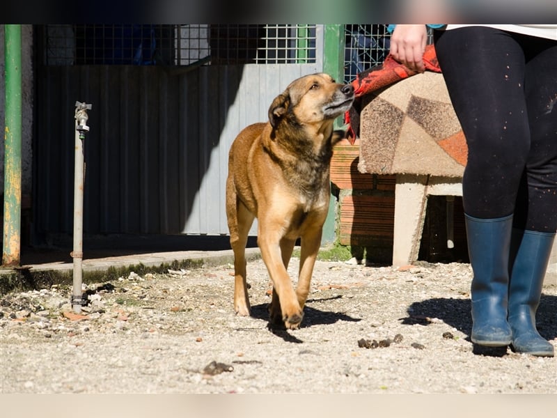 RAMBO sucht liebevolles Zuhause
