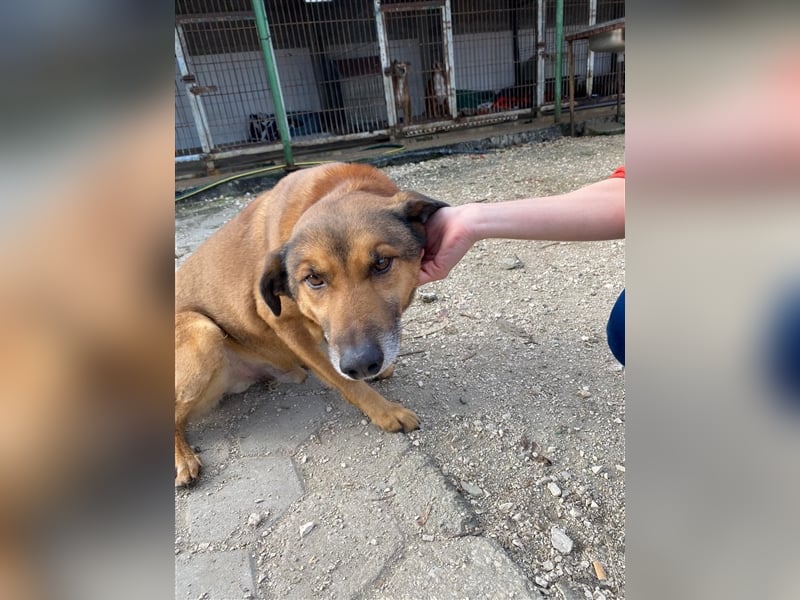 RAMBO sucht liebevolles Zuhause