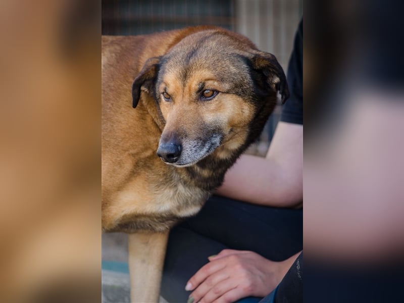 RAMBO sucht liebevolles Zuhause