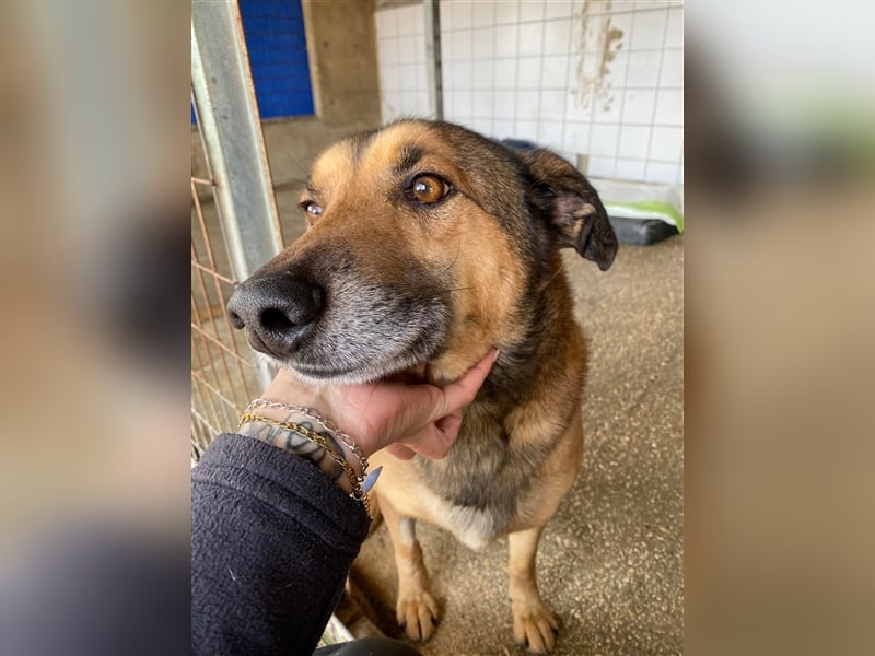 RAMBO sucht liebevolles Zuhause