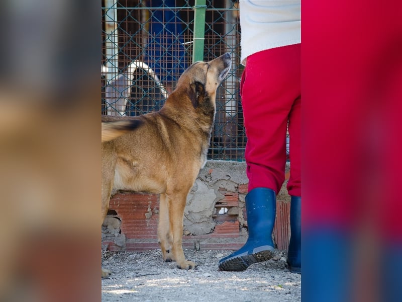 RAMBO sucht liebevolles Zuhause