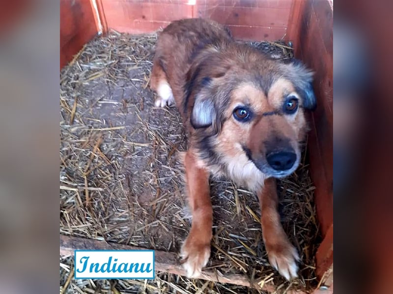 Indianu