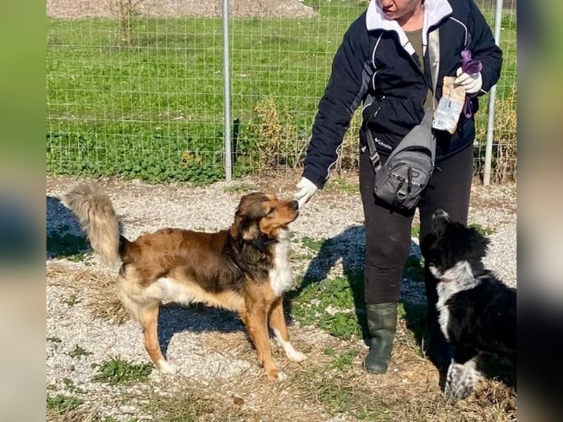 Rex, lebensfroher Jungspund, ca. 2 Jahre, ca. 49cm, 17 Kilo *Dreibein*