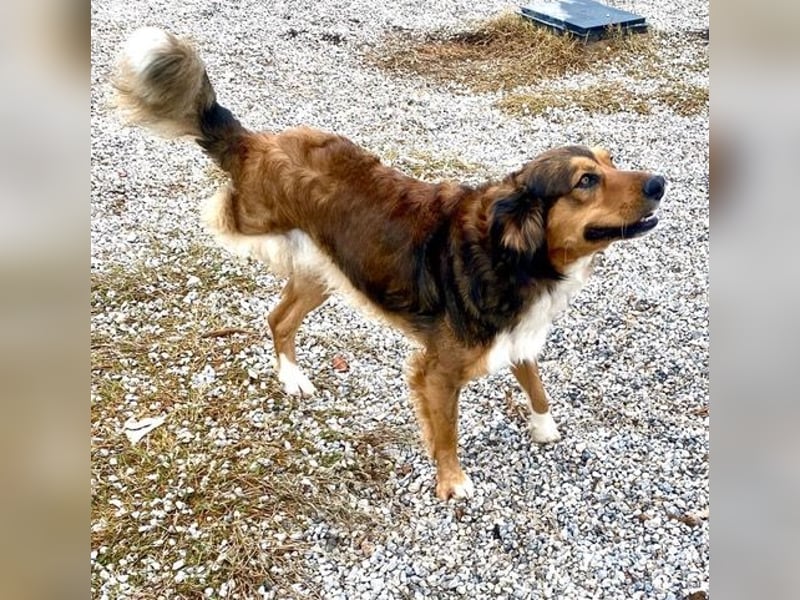 Rex, lebensfroher Jungspund, ca. 2 Jahre, ca. 49cm, 17 Kilo *Dreibein*