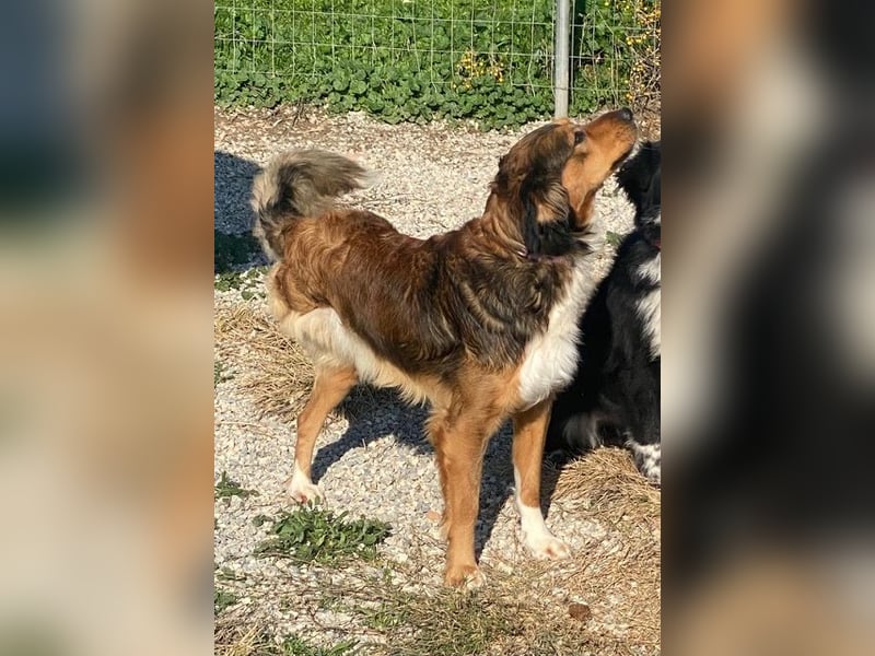 Rex, lebensfroher Jungspund, ca. 2 Jahre, ca. 49cm, 17 Kilo *Dreibein*