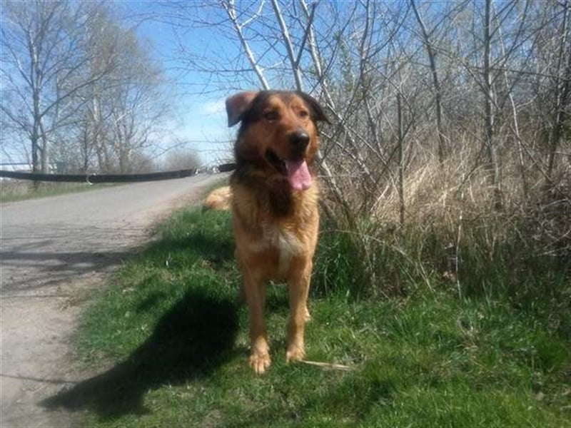 Jeromos, fröhlicher Abenteurer, ca.  4 Jahre, ca. 30 kg