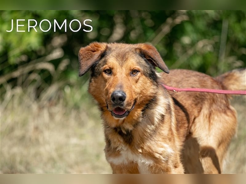 Jeromos, fröhlicher Abenteurer, ca.  4 Jahre, ca. 30 kg