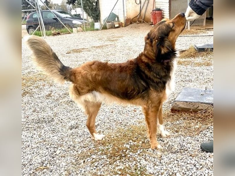 Rex, lebensfroher Jungspund, ca. 2 Jahre, ca. 49cm, 17 Kilo *Dreibein*