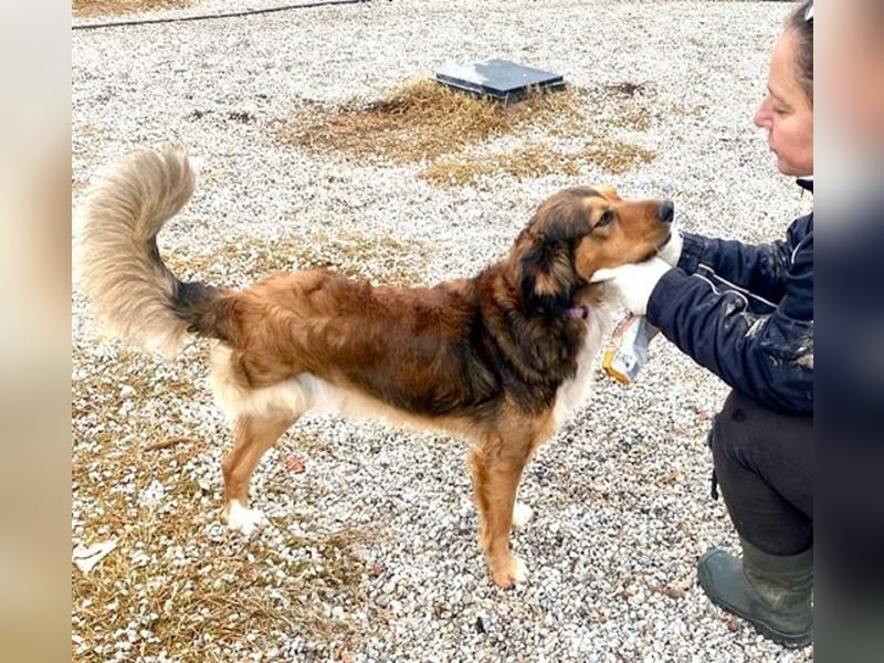 Rex, lebensfroher Jungspund, ca. 2 Jahre, ca. 49cm, 17 Kilo *Dreibein*