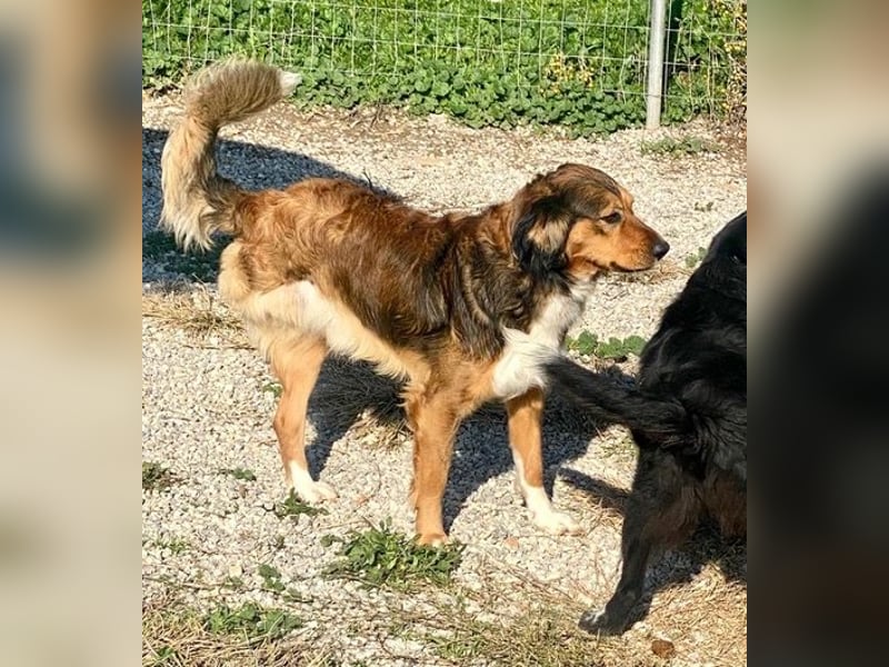 Rex, lebensfroher Jungspund, ca. 2 Jahre, ca. 49cm, 17 Kilo *Dreibein*