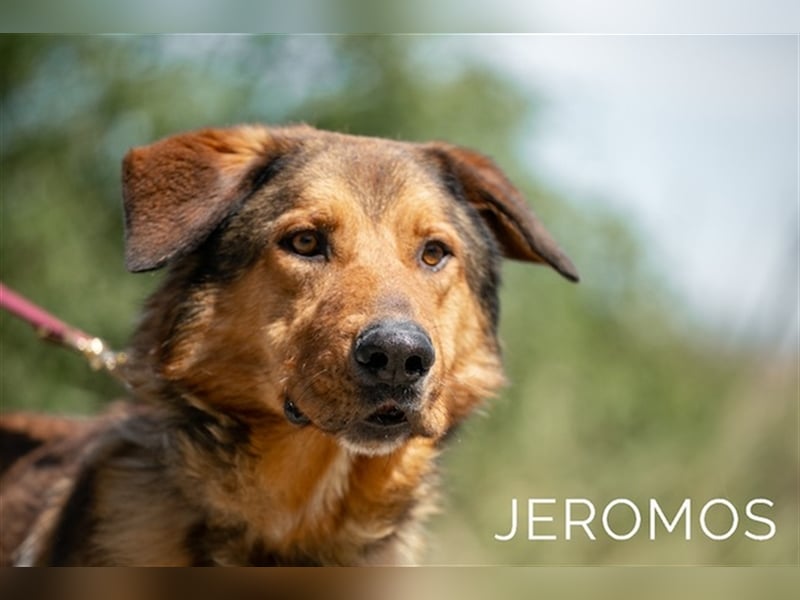 Jeromos, fröhlicher Abenteurer, ca.  4 Jahre, ca. 30 kg