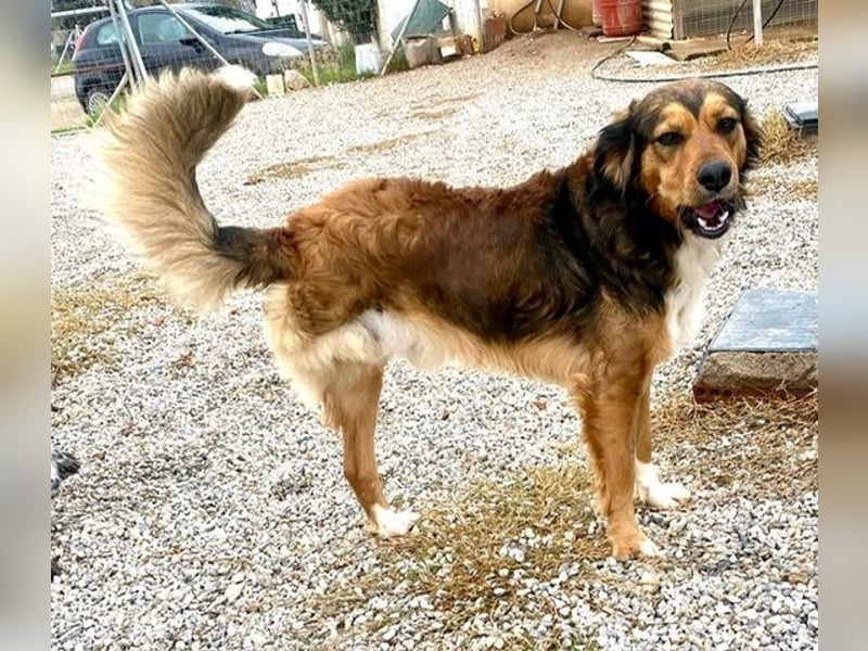 Rex, lebensfroher Jungspund, ca. 2 Jahre, ca. 49cm, 17 Kilo *Dreibein*