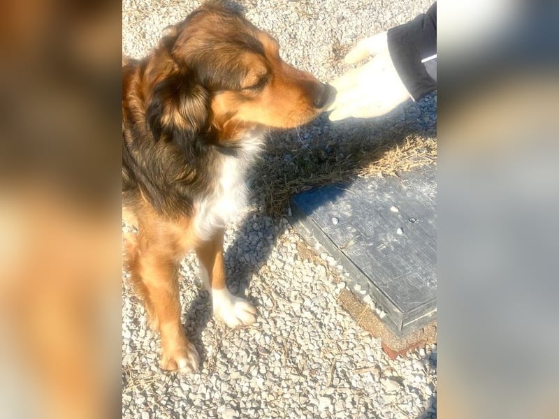 Rex, lebensfroher Jungspund, ca. 2 Jahre, ca. 49cm, 17 Kilo *Dreibein*