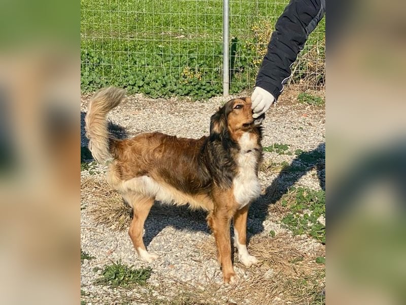Rex, lebensfroher Jungspund, ca. 2 Jahre, ca. 49cm, 17 Kilo *Dreibein*