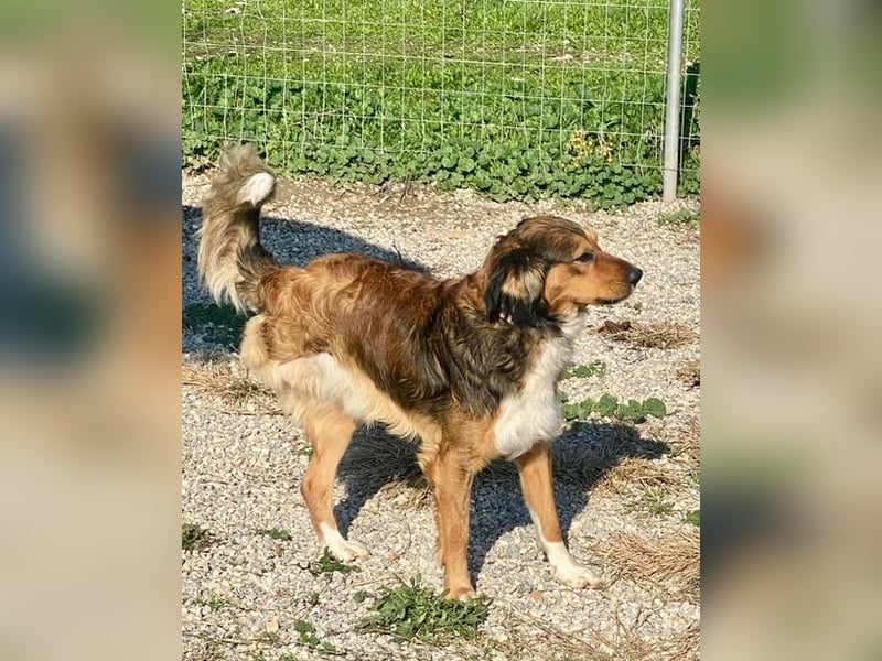 Rex, lebensfroher Jungspund, ca. 2 Jahre, ca. 49cm, 17 Kilo *Dreibein*