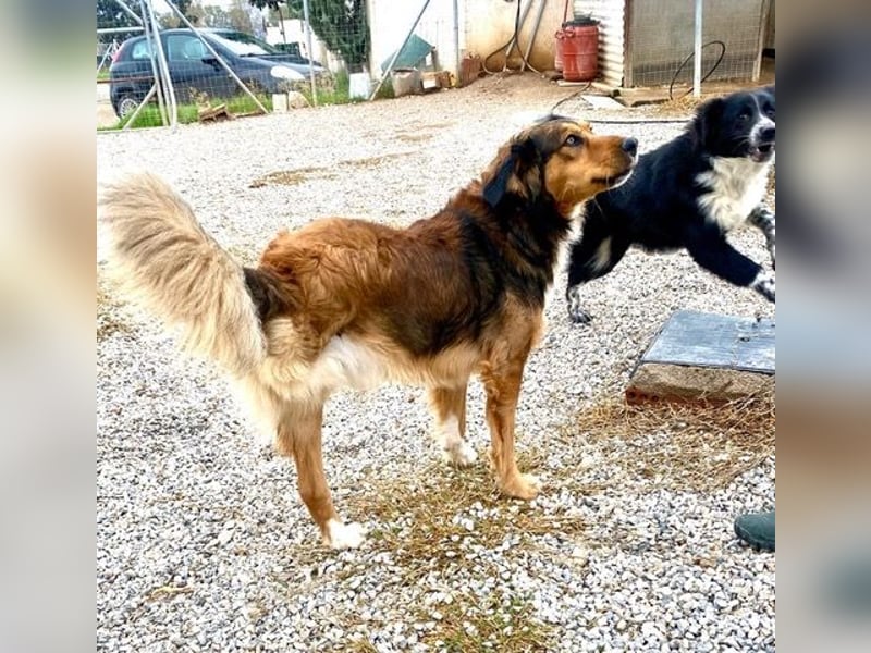 Rex, lebensfroher Jungspund, ca. 2 Jahre, ca. 49cm, 17 Kilo *Dreibein*