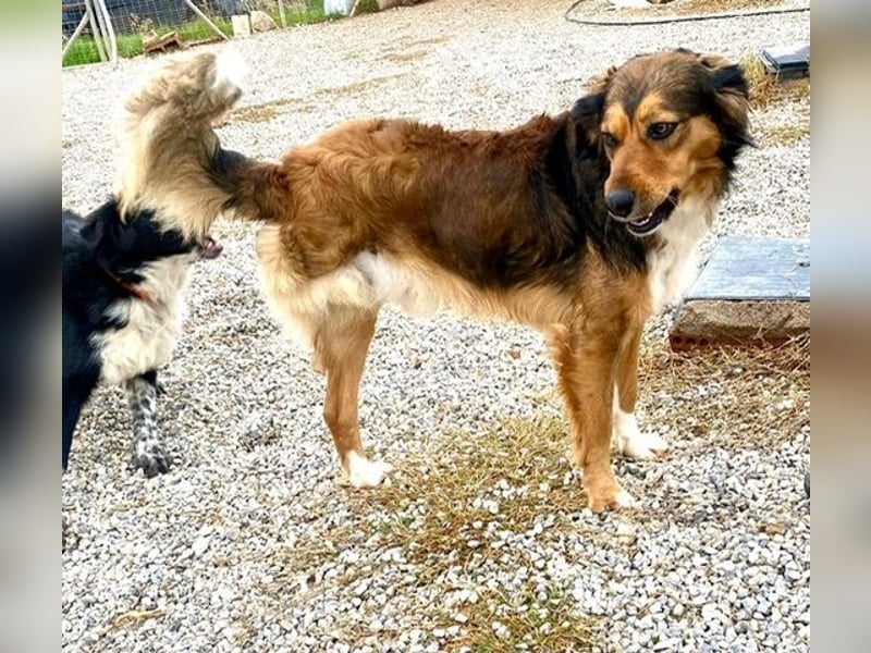 Rex, lebensfroher Jungspund, ca. 2 Jahre, ca. 49cm, 17 Kilo *Dreibein*