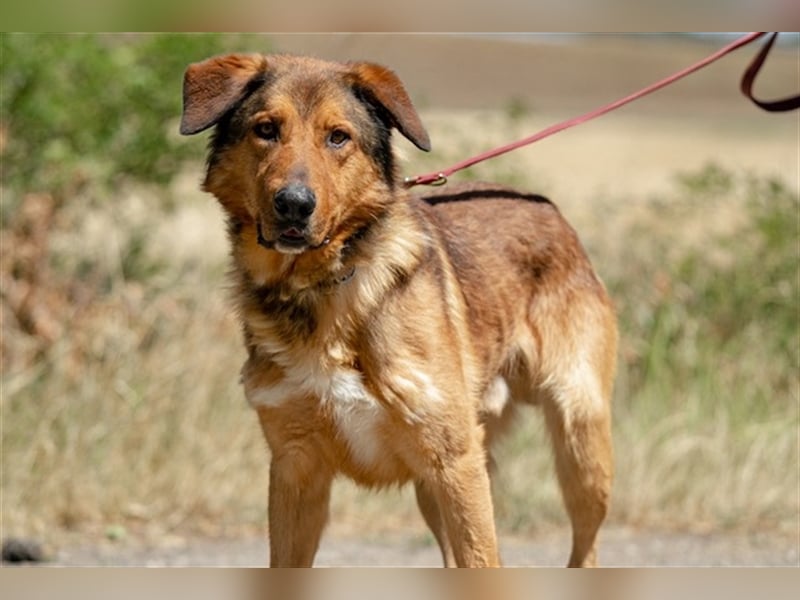 Jeromos, fröhlicher Abenteurer, ca.  4 Jahre, ca. 30 kg