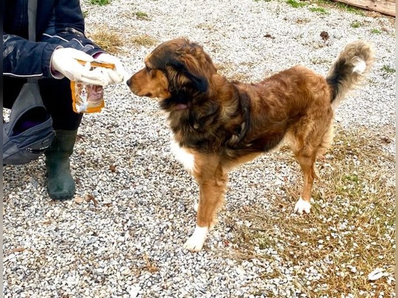 Rex, lebensfroher Jungspund, ca. 2 Jahre, ca. 49cm, 17 Kilo *Dreibein*