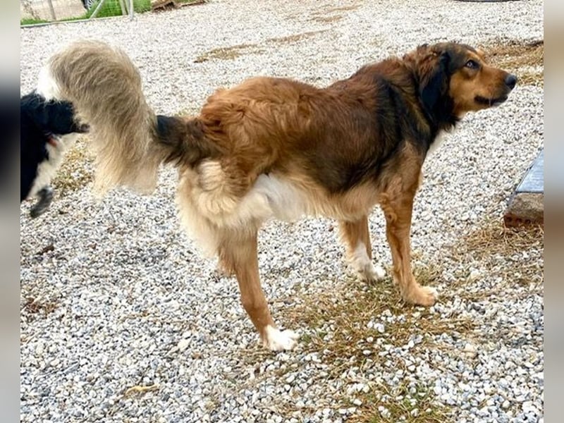 Rex, lebensfroher Jungspund, ca. 2 Jahre, ca. 49cm, 17 Kilo *Dreibein*